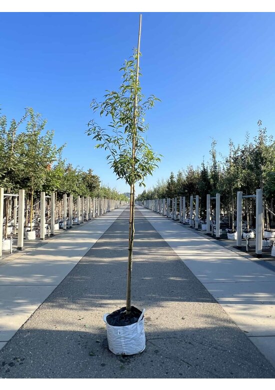 Bambusblättrige Eiche - Chinesische Myrteneiche | Quercus myrsinifolia