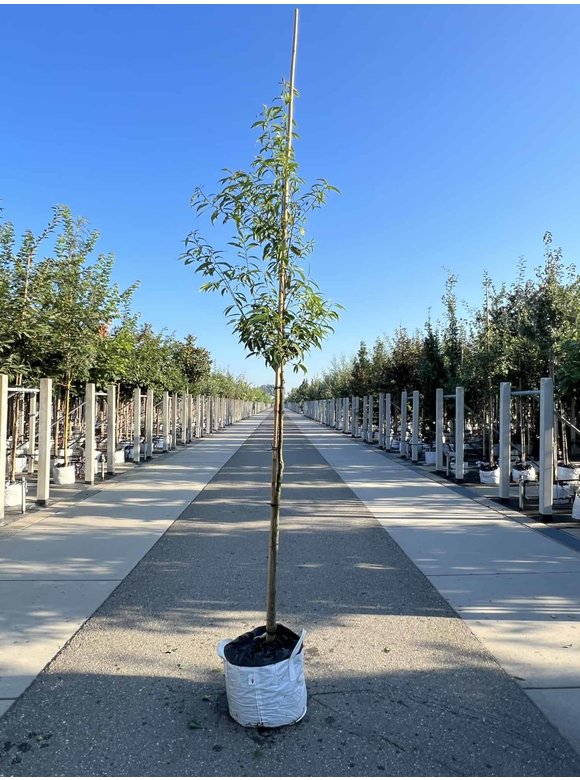 Bambusblättrige Eiche - Chinesische Myrteneiche | Quercus myrsinifolia Bambusblättrige Eiche - Chinesische Myrteneiche | Quercus myrsinifolia
