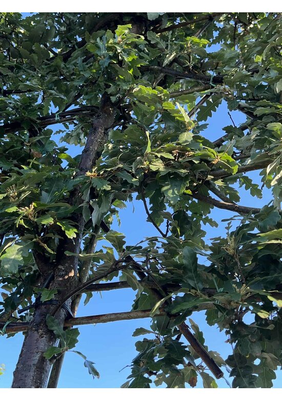 Zerreiche - Spalierbaum | Quercus cerris