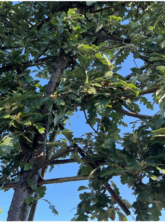 Zerreiche - Spalierbaum | Quercus cerris Zerreiche - Spalierbaum | Quercus cerris