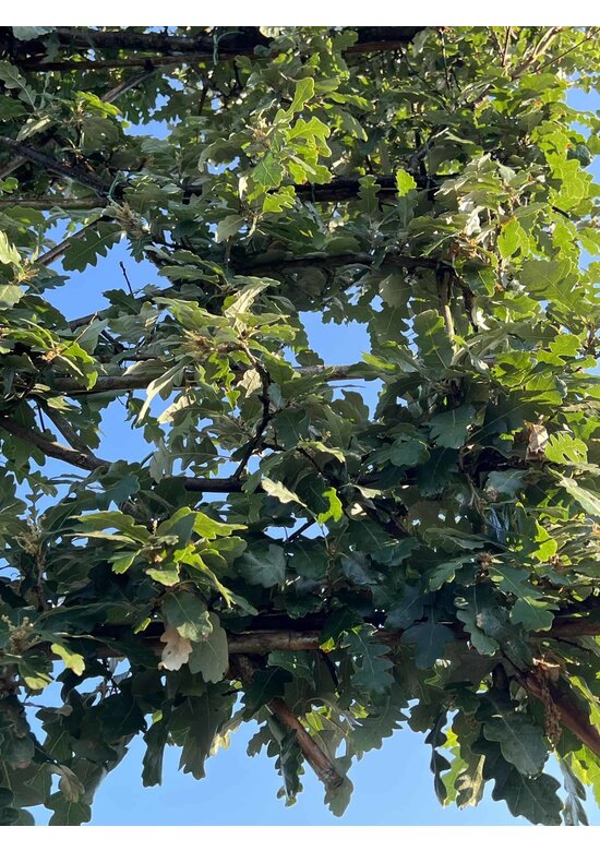 Zerreiche - Spalierbaum | Quercus cerris