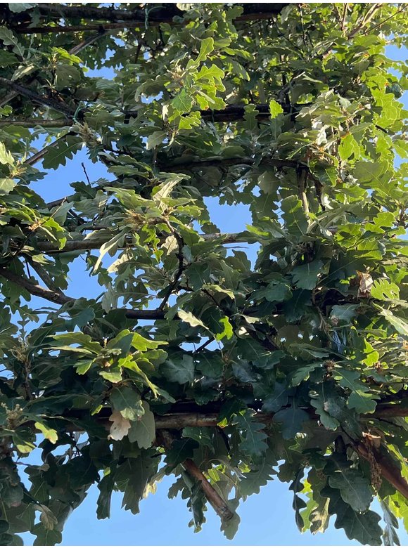 Zerreiche - Spalierbaum | Quercus cerris Zerreiche - Spalierbaum | Quercus cerris
