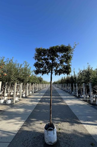 Zerreiche - Spalierbaum | Quercus cerris Zerreiche - Spalierbaum | Quercus cerris