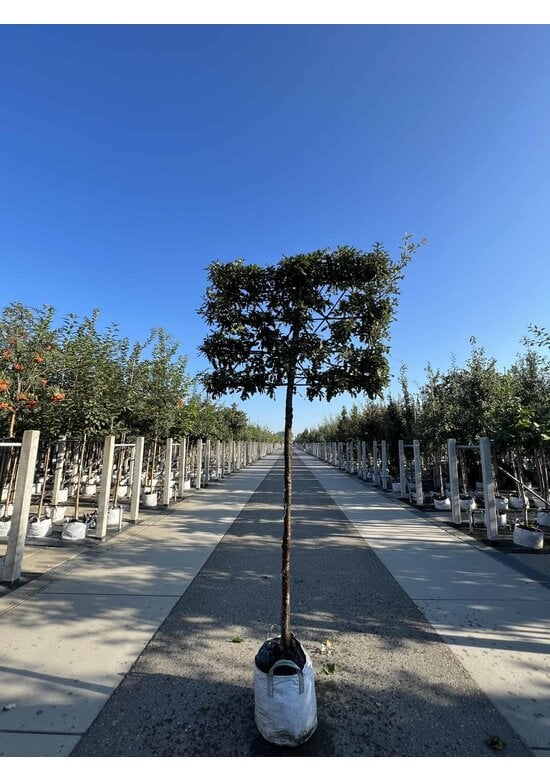 Zerreiche - Spalierbaum | Quercus cerris