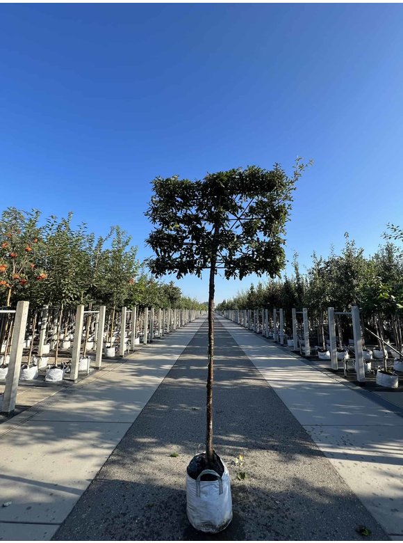 Zerreiche - Spalierbaum | Quercus cerris Zerreiche - Spalierbaum | Quercus cerris