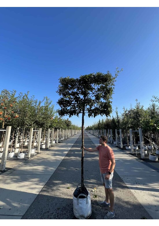 Zerreiche - Spalierbaum | Quercus cerris