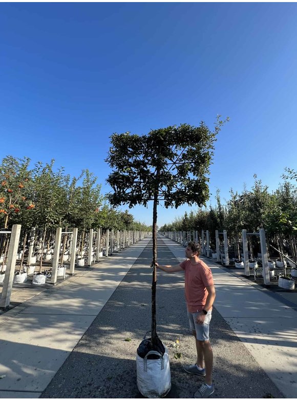 Zerreiche - Spalierbaum | Quercus cerris Zerreiche - Spalierbaum | Quercus cerris
