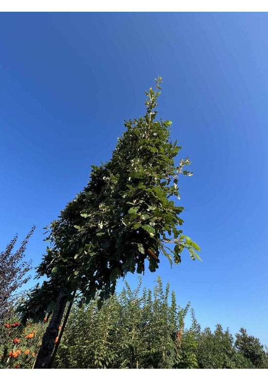 Zerreiche - Spalierbaum | Quercus cerris