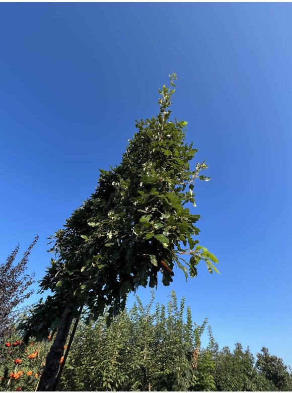 Zerreiche - Spalierbaum | Quercus cerris Zerreiche - Spalierbaum | Quercus cerris