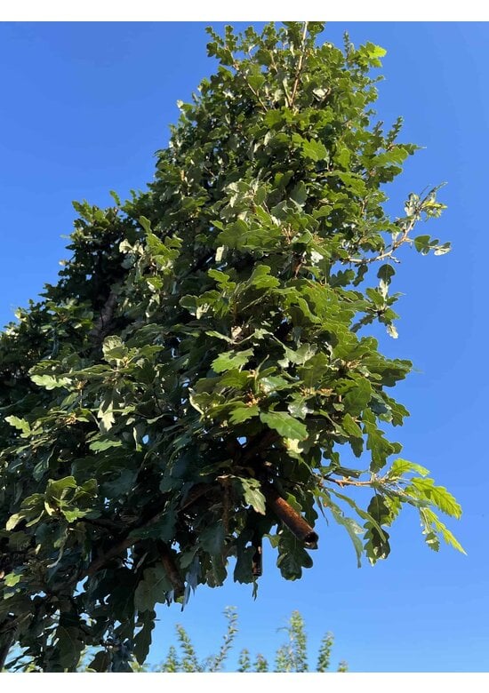 Zerreiche - Spalierbaum | Quercus cerris