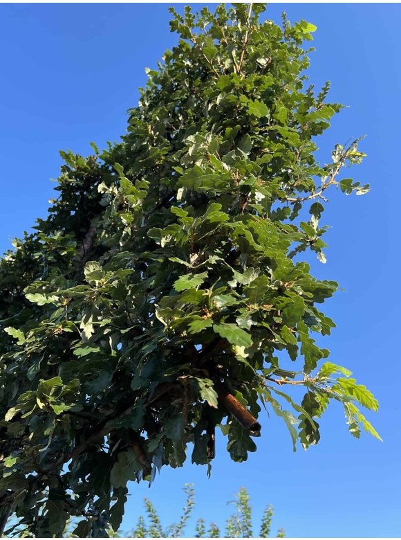 Zerreiche - Spalierbaum | Quercus cerris Zerreiche - Spalierbaum | Quercus cerris