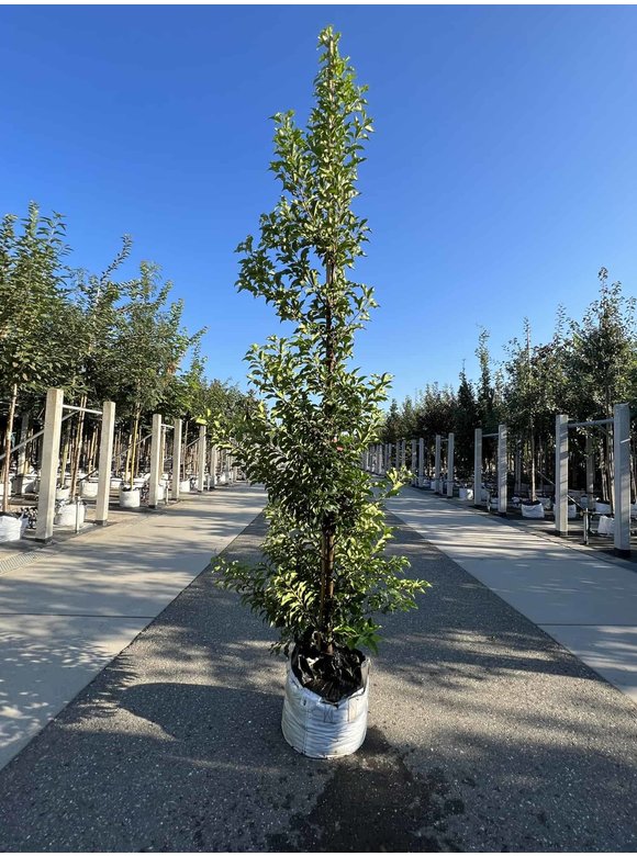 Portugiesische Lorbeerkirsche 'Brenelia' - Stammbusch | Prunus lusitanica 'Brenelia' Portugiesische Lorbeerkirsche 'Brenelia' - Stammbusch | Prunus lusitanica 'Brenelia'