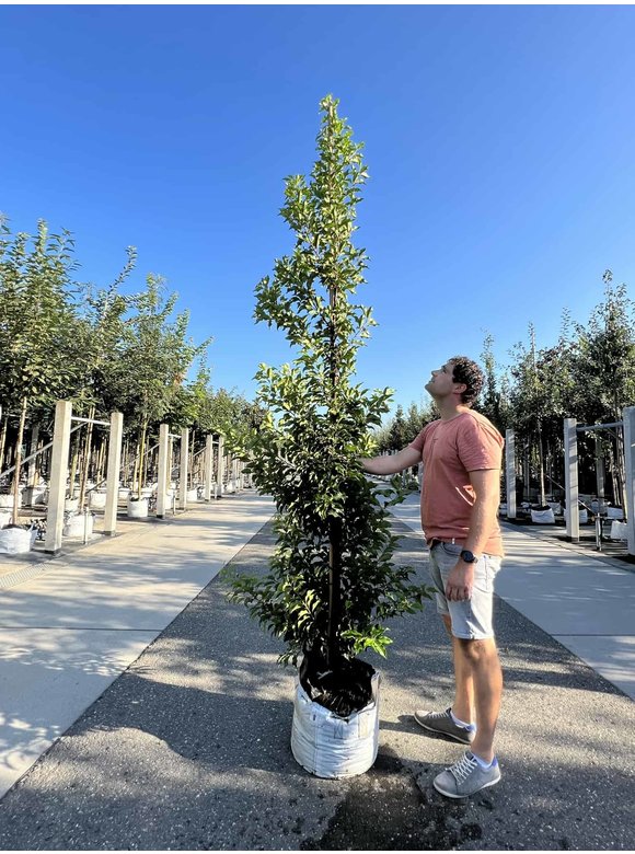Portugiesische Lorbeerkirsche 'Brenelia' - Stammbusch | Prunus lusitanica 'Brenelia' Portugiesische Lorbeerkirsche 'Brenelia' - Stammbusch | Prunus lusitanica 'Brenelia'
