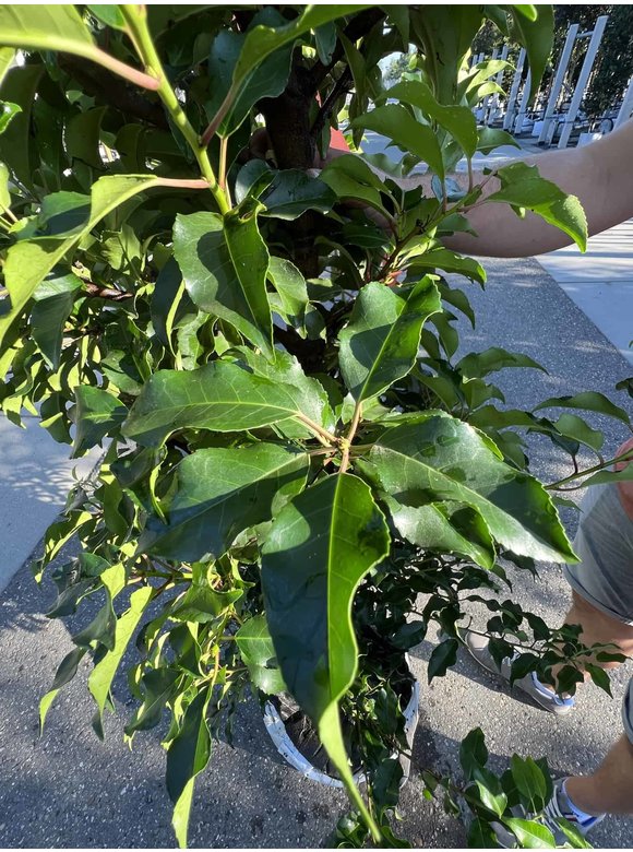 Portugiesische Lorbeerkirsche 'Brenelia' - Stammbusch | Prunus lusitanica 'Brenelia' Portugiesische Lorbeerkirsche 'Brenelia' - Stammbusch | Prunus lusitanica 'Brenelia'