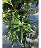 Portugiesische Lorbeerkirsche 'Brenelia' - Stammbusch | Prunus lusitanica 'Brenelia' Portugiesische Lorbeerkirsche 'Brenelia' - Stammbusch | Prunus lusitanica 'Brenelia'