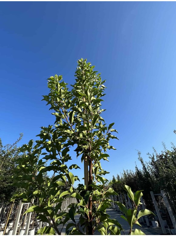 Portugiesische Lorbeerkirsche 'Brenelia' - Stammbusch | Prunus lusitanica 'Brenelia' Portugiesische Lorbeerkirsche 'Brenelia' - Stammbusch | Prunus lusitanica 'Brenelia'