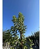 Portugiesische Lorbeerkirsche 'Brenelia' - Stammbusch | Prunus lusitanica 'Brenelia' Portugiesische Lorbeerkirsche 'Brenelia' - Stammbusch | Prunus lusitanica 'Brenelia'