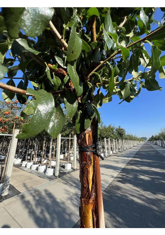 Kugelkirsche 'Globosa' | Prunus serrula 'Globosa'