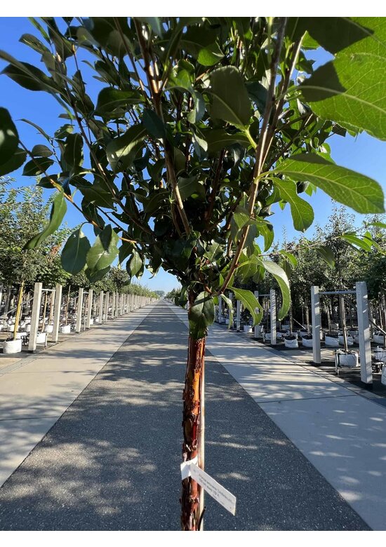 Kugelkirsche 'Globosa' | Prunus serrula 'Globosa'