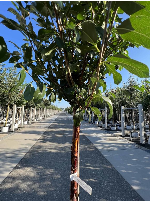 Kugelkirsche 'Globosa' | Prunus serrula 'Globosa' Kugelkirsche 'Globosa' | Prunus serrula 'Globosa'