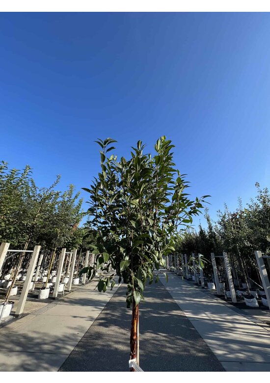 Kugelkirsche 'Globosa' | Prunus serrula 'Globosa'