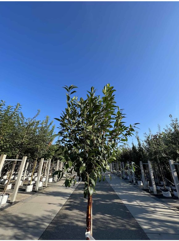 Kugelkirsche 'Globosa' | Prunus serrula 'Globosa' Kugelkirsche 'Globosa' | Prunus serrula 'Globosa'