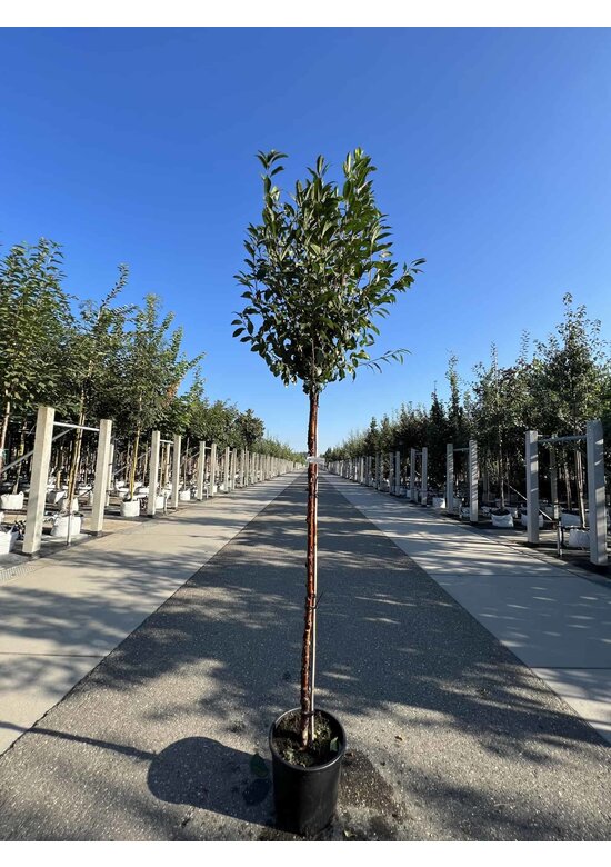 Kugelkirsche 'Globosa' | Prunus serrula 'Globosa'