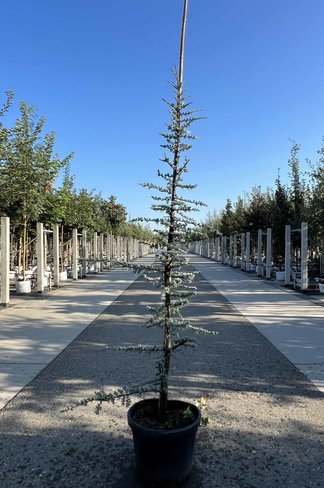 Blaue Atlaszeder 'Glauca' | Cedrus libani 'Glauca'
