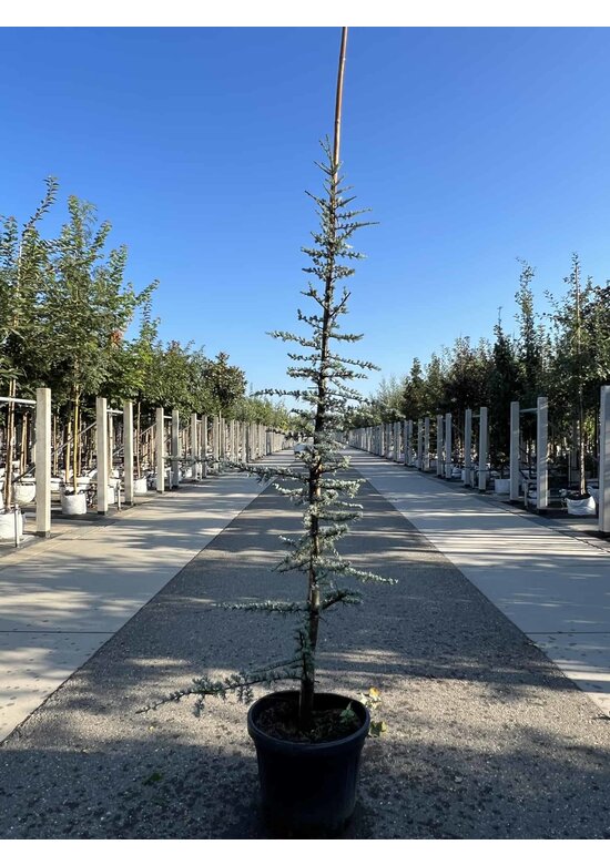 Blaue Atlaszeder 'Glauca' | Cedrus libani 'Glauca'
