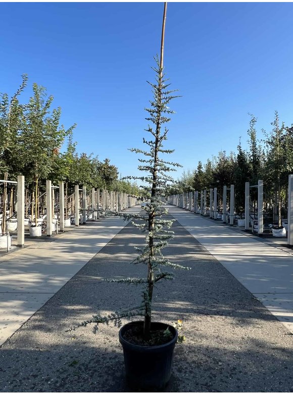 Blaue Atlaszeder 'Glauca' | Cedrus libani 'Glauca' Blaue Atlaszeder 'Glauca' | Cedrus libani 'Glauca'