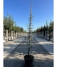 Blaue Atlaszeder 'Glauca' | Cedrus libani 'Glauca'
