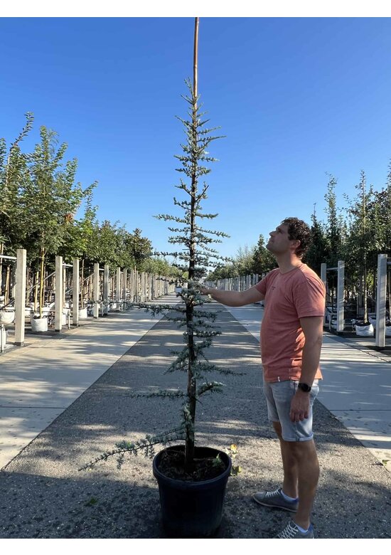 Blaue Atlaszeder 'Glauca' | Cedrus libani 'Glauca'