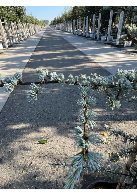 Blaue Atlaszeder 'Glauca' | Cedrus libani 'Glauca'