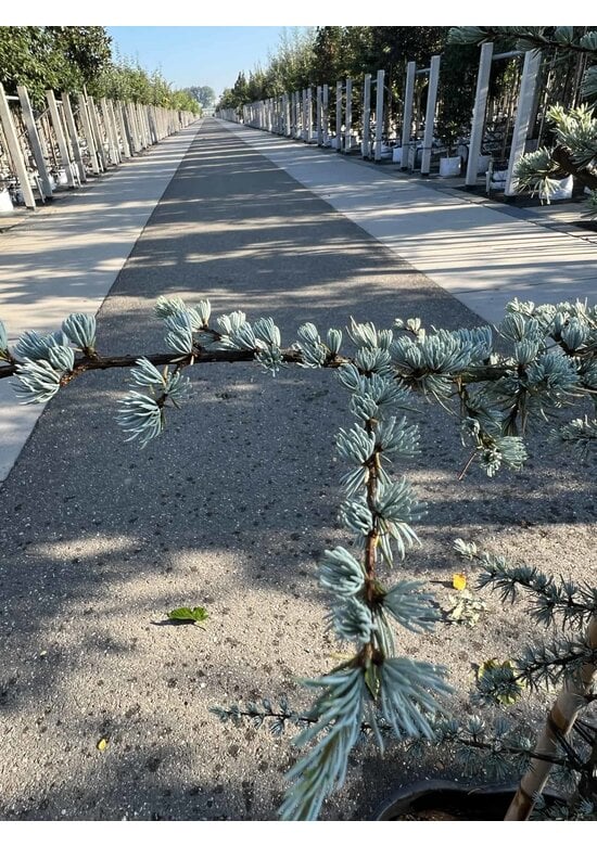 Blaue Atlaszeder 'Glauca' | Cedrus libani 'Glauca'