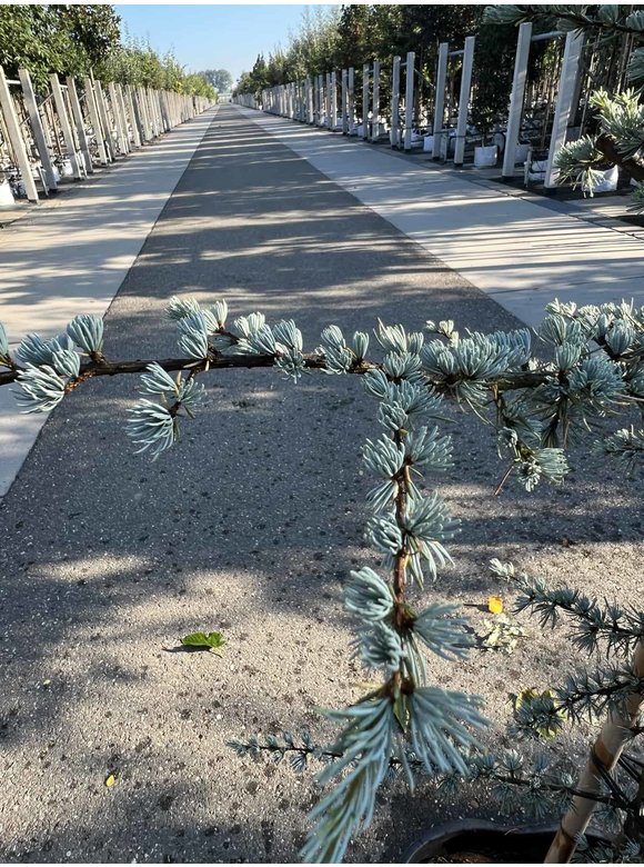Blaue Atlaszeder 'Glauca' | Cedrus libani 'Glauca' Blaue Atlaszeder 'Glauca' | Cedrus libani 'Glauca'