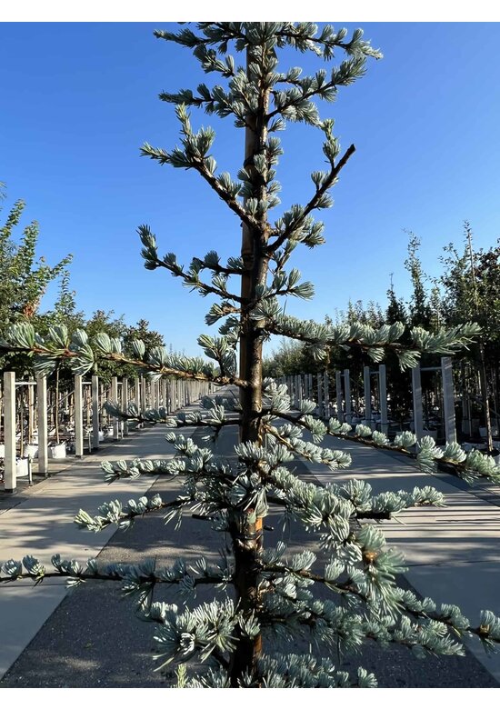 Blaue Atlaszeder 'Glauca' | Cedrus libani 'Glauca'