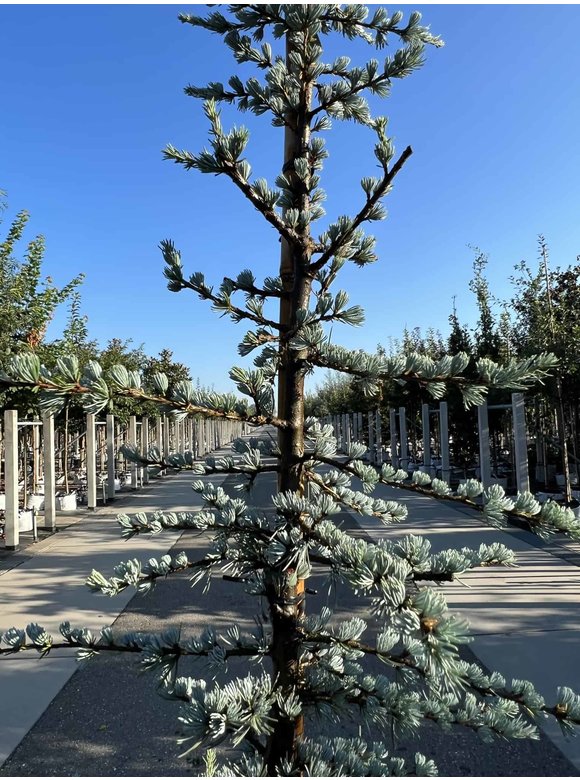 Blaue Atlaszeder 'Glauca' | Cedrus libani 'Glauca' Blaue Atlaszeder 'Glauca' | Cedrus libani 'Glauca'