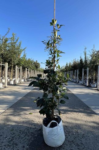 Chinesischer Schneeflockenstrauch | Chionanthus retusus