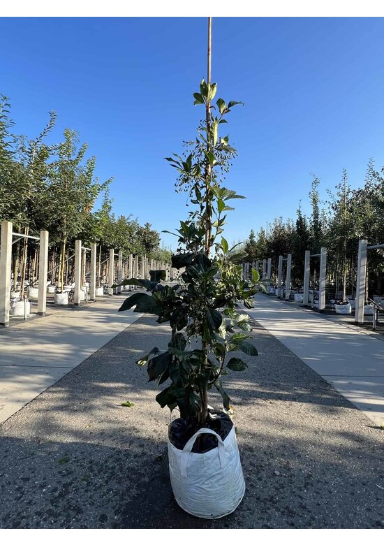 Chinesischer Schneeflockenstrauch | Chionanthus retusus