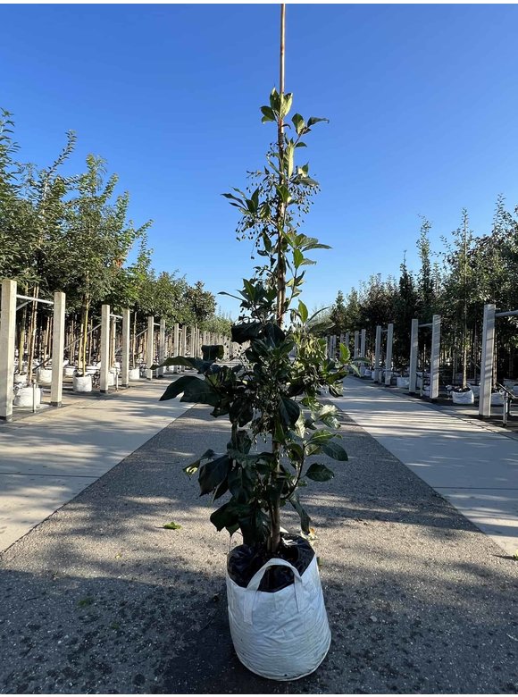 Chinesischer Schneeflockenstrauch | Chionanthus retusus Chinesischer Schneeflockenstrauch | Chionanthus retusus