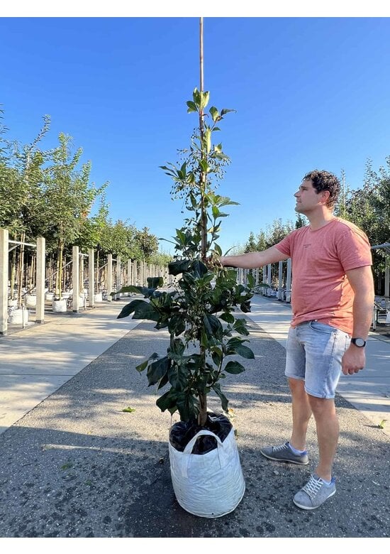 Chinesischer Schneeflockenstrauch | Chionanthus retusus