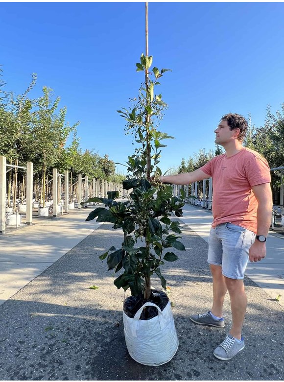 Chinesischer Schneeflockenstrauch | Chionanthus retusus Chinesischer Schneeflockenstrauch | Chionanthus retusus