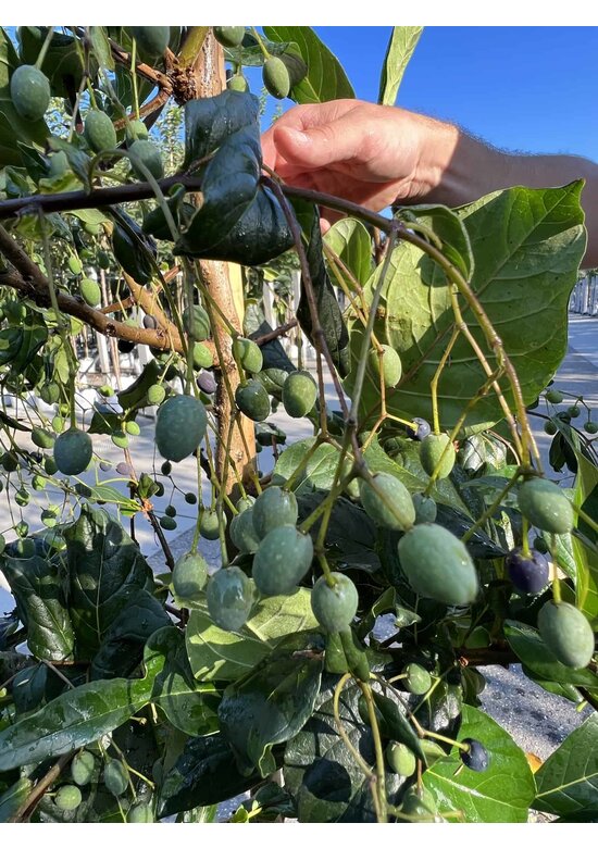 Chinesischer Schneeflockenstrauch | Chionanthus retusus