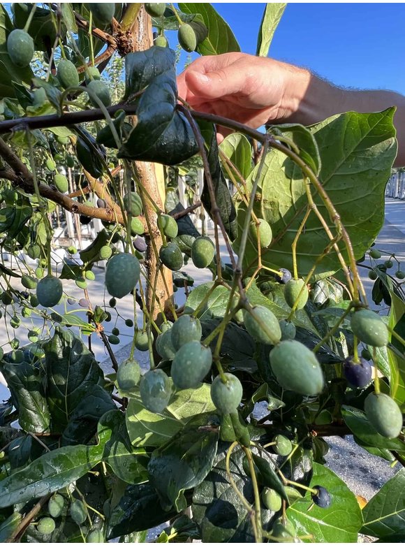 Chinesischer Schneeflockenstrauch | Chionanthus retusus Chinesischer Schneeflockenstrauch | Chionanthus retusus