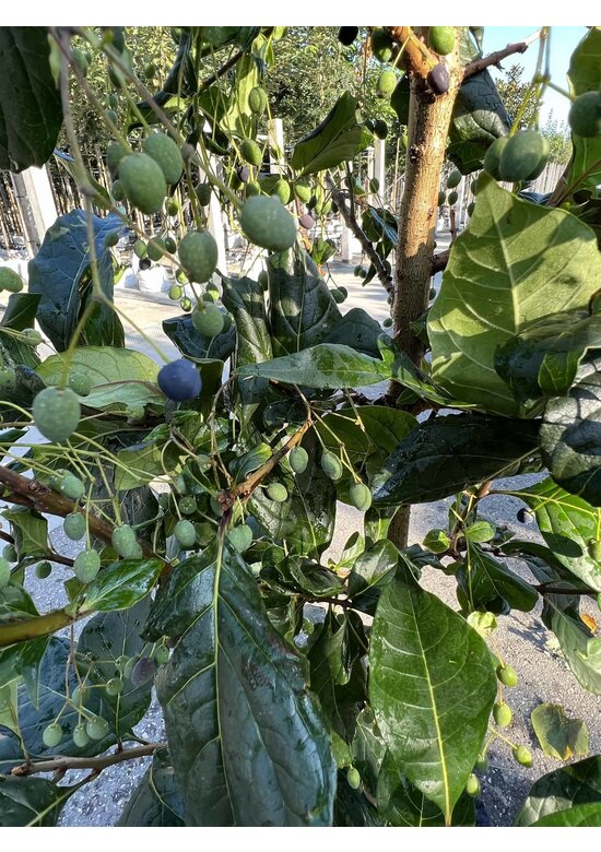 Chinesischer Schneeflockenstrauch | Chionanthus retusus