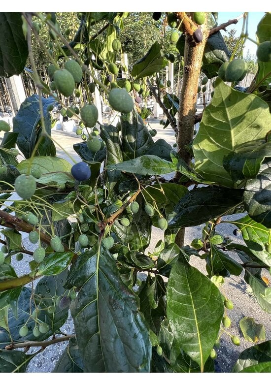 Chinesischer Schneeflockenstrauch | Chionanthus retusus