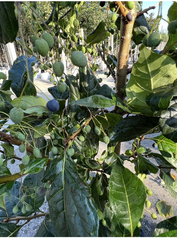 Chinesischer Schneeflockenstrauch | Chionanthus retusus Chinesischer Schneeflockenstrauch | Chionanthus retusus