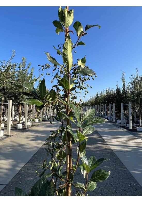 Chinesischer Schneeflockenstrauch | Chionanthus retusus