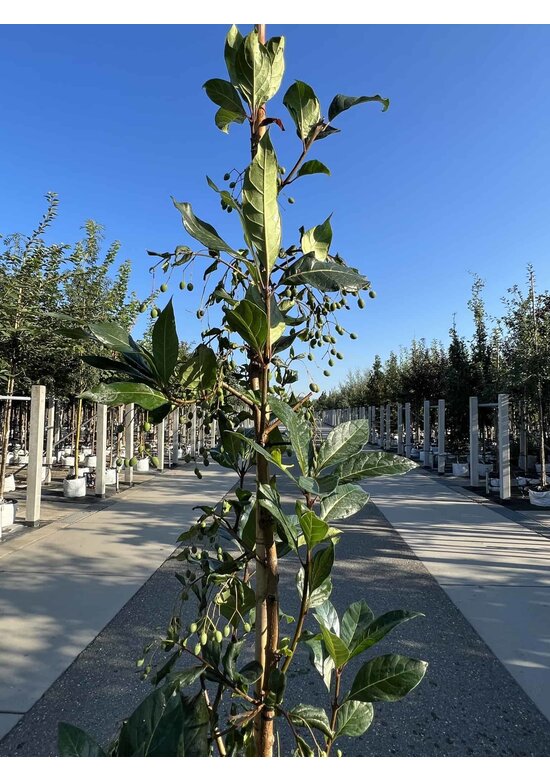 Chinesischer Schneeflockenstrauch | Chionanthus retusus