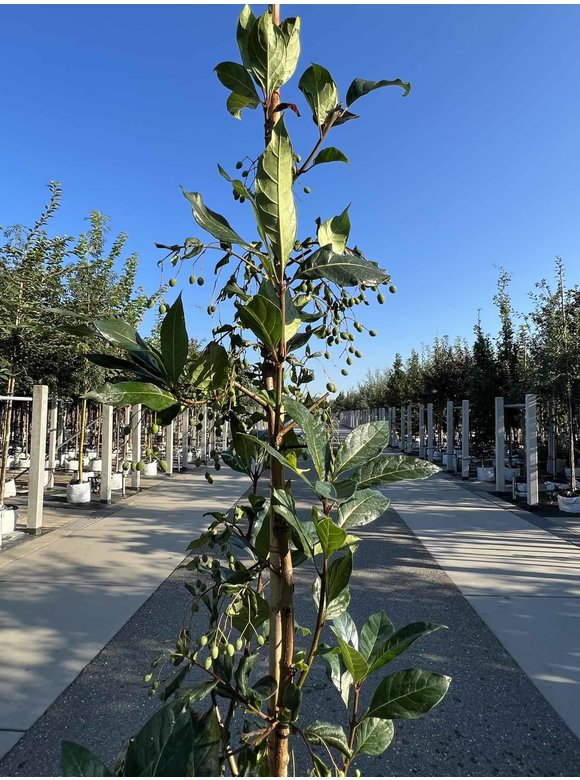 Chinesischer Schneeflockenstrauch | Chionanthus retusus Chinesischer Schneeflockenstrauch | Chionanthus retusus